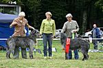 Nelungaloo Shadrach & Glen Mara' Phillys Foto: M. Del Sole Veteranensieger