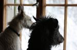 Und so "kleben" meine Hunde an der Fensterscheibe wenn Besuch kommt