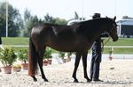 B-Saskia du Coussoul (Scapin x Esperance Menauts) geb. 2006
