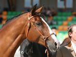 Ballarina (Rouxinol x N-Gineta) geb. 2006