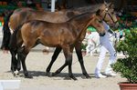 Zagaia (Judeu x Hora) geb. 2004
