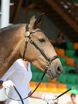 Zagaia (Judeu x Hora) geb. 2004