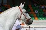 Olfatica (Fandango x Honrada) geb. 1995