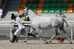 Reina (Dital x Maravilha) geb. 1998