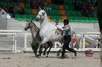 Valsa (Importante x Pandeireta) geb. 2002