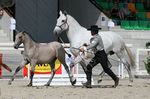 Valsa (Importante x Pandeireta) geb. 2002