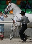 Valsa (Importante x Pandeireta) geb. 2002