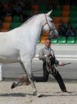Valsa (Importante x Pandeireta) geb. 2002