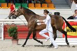 Zagaia (Judeu x Hora) geb. 2004