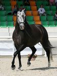 Ballarina (Ortega x Unica) geb. 2006