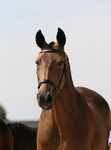 Zagaia (Judeu x Hora) geb. 2004