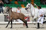Olfatica (Fandango x Honrada) geb. 1995