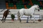 Zineta (Maximo x Tequila) geb.