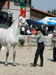 Valsa (Importante x Pandeireta) geb. 2002