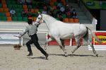Valsa (Importante x Pandeireta) geb. 2002