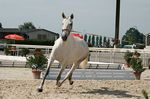 Valsa (Importante x Pandeireta) geb. 2002