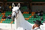 Valsa (Importante x Pandeireta) geb. 2002