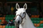 Valsa (Importante x Pandeireta) geb. 2002