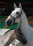 Valsa (Importante x Pandeireta) geb. 2002