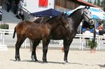 Ballarina (Ortega x Unica) geb. 2006