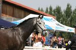 Ballarina (Ortega x Unica) geb. 2006