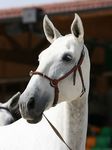 Valsa (Importante x Pandeireta) geb. 2002