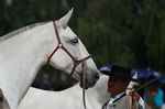 Valsa (Importante x Pandeireta) geb. 2002