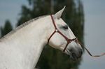 Valsa (Importante x Pandeireta) geb. 2002