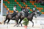 Ballarina (Ortega x Unica) geb. 2006