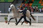 Derrote (Peralta Pinha x Uiba das Lezirias) geb. 2008