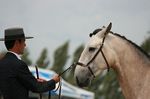 Derrote (Peralta Pinha x Uiba das Lezirias) geb. 2008