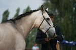 Derrote (Peralta Pinha x Uiba das Lezirias) geb. 2008
