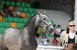 Delgado (Uxaque x Varzea) geb. 2008