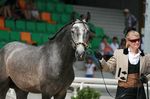 Delgado (Uxaque x Varzea) geb. 2008