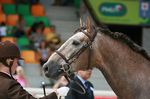 Classico da Tramagueira (Siroco x Vencedora) geb. 2007
