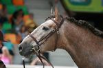 Classico da Tramagueira (Siroco x Vencedora) geb. 2007