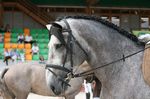 Carpote Lakeland (Prateado x Mexida) geb. 2007
