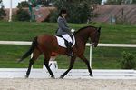 Vivaldi XX geb. 2002