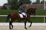 Vivaldi XX geb. 2002