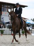 Zeus (Piafe x Maia) geb. 2004
