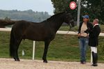 V-Otelo Chanceli&egrave;re (Priam x Iberia) geb. 2002