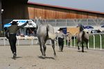 Evita Lakeland (Zamorano x Janota) geb. 2009 & Evora da Lusitania (Rouxinol x Alhambra Lusitania) geb. 2009