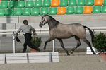 Evita Lakeland (Zamorano x Janota) geb. 2009