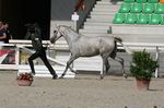 Evora da Lusitania (Rouxinol x Alhambra Lusitania) geb. 2009