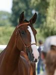 Ballarina (Rouxinol x N-Gineta) geb. 2006