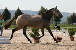 Evita Lakeland (Zamorano x Janota) geb. 2009