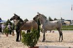 Evita Lakeland (Zamorano x Janota) geb. 2009 & Evora da Lusitania (Rouxinol x Alhambra Lusitania) geb. 2009