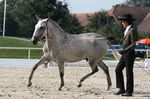 Evora da Lusitania (Rouxinol x Alhambra Lusitania) geb. 2009