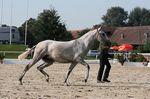Evora da Lusitania (Rouxinol x Alhambra Lusitania) geb. 2009