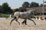 Evora da Lusitania (Rouxinol x Alhambra Lusitania) geb. 2009